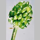 znalezisko 20030619.6.bl - Ranunculus bulbosus (jaskier bulwkowy)