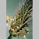 znalezisko 20030619.4.bl - Plantago lanceolata (babka lancetowata)