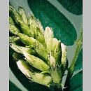 znalezisko 20030621.7.bl - Astragalus cicer (traganek pęcherzykowaty)