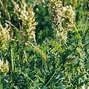 Astragalus cicer (traganek pÄ™cherzykowaty)