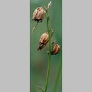 znalezisko 20031001.9.bl - Campanula rotundifolia (dzwonek okrągłolistny)