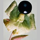 znalezisko 20030811.5.bl - Silene baccifera (wyżpin jagodowy)