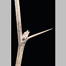 znalezisko 20060117.19.bm - Berberis vulgaris (berberys zwyczajny); Wejherowo