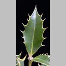 znalezisko 20060117.25.bm - Ilex aquifolium (ostrokrzew kolczasty); Wejherowo