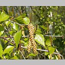 znalezisko 20050312.3.js - Betula pendula (brzoza brodawkowata); okolice Wlenia, Pogórze Kaczawskie