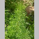Artemisia annua (bylica roczna)