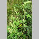 Chenopodium opulifolium (komosa kalinolistna)