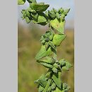 Atriplex oblongifolia (łoboda długolistna)