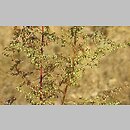 Artemisia scoparia (bylica miotÅ‚owa)