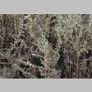 Artemisia austriaca (bylica austriacka)