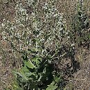 Salvia aethiopis (szaÅ‚wia etiopska)