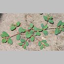 znalezisko 00010000.17.bsw - Euphorbia humifusa (wilczomlecz rozesłany)