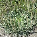 Plantago coronopus (babka pierzasta)
