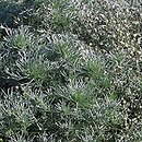 Artemisia schmidtiana (bylica Schmidta)