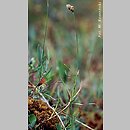 turzyca strunowa (Carex chordorrhiza)