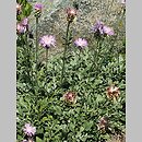 Centaurea bella (chaber nadobny)