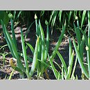 znalezisko 20110522.1.js - Allium fistulosum (czosnek dęty)