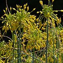 Allium flavum (czosnek zÅ‚ocisty)