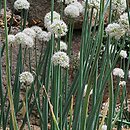 Allium pskemense (czosnek pskemski)