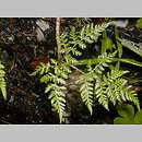 paprotnica gÃ³rska (Cystopteris montana)