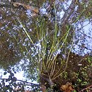 Isoetetum echinosporae - zespół poryblinu kolczastego