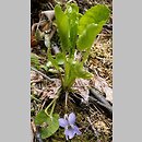 Viola porphyrea (fiołek porfirowy)