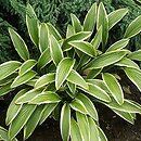 Hosta rectifolia var. chionea (funkia prostolistna)