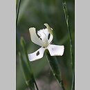 Dianthus leptopetalus (goździk wąskopłatkowy)