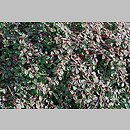 Cotoneaster buxifolius