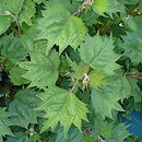 Boehmeria platanifolia (bemeria platanolistna)
