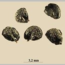 znalezisko 00010000.10_13_62.jmak - Allium tuberosum (czosnek bulwiasty); ogr. zielny; Niemcy