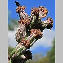 znalezisko 00010000.10_13_64.jmak - Artemisia vulgaris (bylica pospolita); ogr. zielny; Niemcy