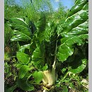 znalezisko 00010000.10_10_7.jmak - Beta vulgaris var. cicla (burak liściowy); ogr.zielny Niemcy