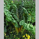 znalezisko 00010000.10_13_26.jmak - Beta vulgaris var. cicla (burak liściowy); ogr. zielny; Niemcy