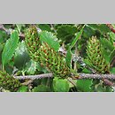 znalezisko 00010000.10_10_21.jmak - Betula humilis (brzoza niska); Niemcy