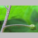znalezisko 00010000.10_3_52.jmak - Brunnera macrophylla (brunnera wielkolistna); Niemcy