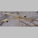znalezisko 00010000.10_2_26.jmak - Carex alba (turzyca biała); Unterschmeien, Niemcy