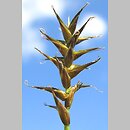 turzyca Davalla (Carex davalliana)