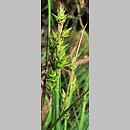 znalezisko 00010000.10_6_1.jmak - Carex echinata (turzyca gwiazdkowata); Niemcy, Feldberg