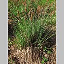 znalezisko 00010000.10_2_35.jmak - Carex elata (turzyca sztywna); Schwarzwald, Niemcy