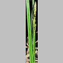 znalezisko 00010000.10_2_22.jmak - Carex elongata (turzyca długokłosa); Bad Schüssenried, Niemcy