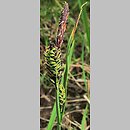 znalezisko 00010000.10_6_2.jmak - Carex nigra (turzyca pospolita); Niemcy, Feldberg