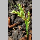 znalezisko 00010000.10_2_43.jmak - Carex remota (turzyca rzadkokłosa); Sigmaringen, Niemcy