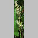 znalezisko 00010000.10_2_23.jmak - Carex ovalis (turzyca zajęcza); Bad Schüssenried, Niemcy