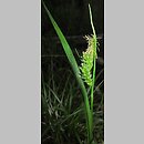 znalezisko 00010000.10_2_36.jmak - Carex pallescens (turzyca blada); Sigmaringen, Niemcy