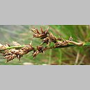 znalezisko 00010000.08_13_2.jmak - Carex paniculata (turzyca prosowa); Sigmaringen, Niemcy