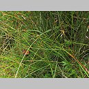 znalezisko 00010000.10_2_33.jmak - Carex pauciflora (turzyca skąpokwiatowa); Schwarzwald, Niemcy