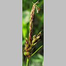 znalezisko 00010000.10_2_25.jmak - Carex pilulifera (turzyca pigułkowata); Bad Schüssenried, Niemcy