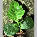 znalezisko 00010000.10_5_11.jmak - Carpinus betulus (grab pospolity); Niemcy Sigmaringen