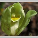 znalezisko 00010000.10_6_38.jmak - Cephalanthera damasonium (buławnik wielkokwiatowy); Niemcy, Donautal